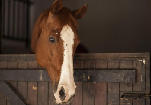 Prime Pastures: Evaluating the Best Equestrian Facilities for Your Needs
