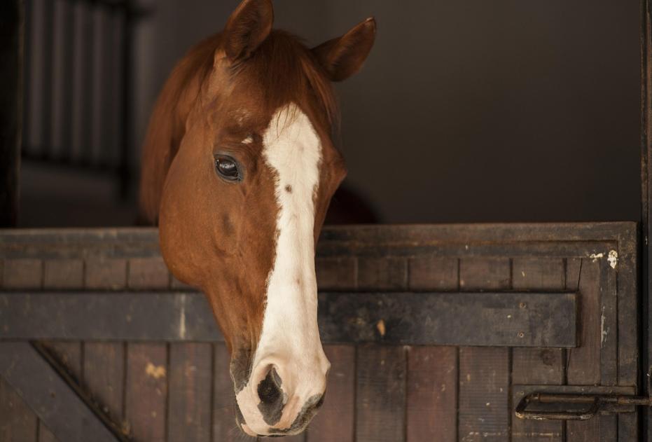 Prime Pastures: Evaluating the Best Equestrian Facilities for Your Needs